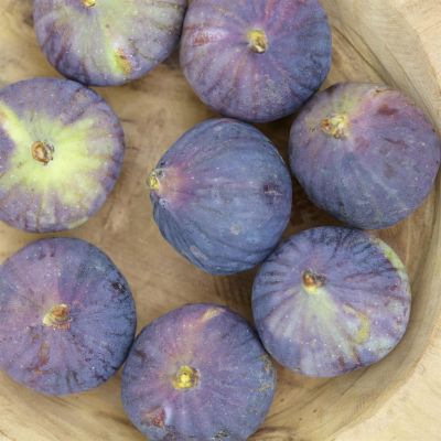 Fig ronde de bordeaux.jpg (Als)