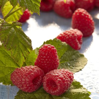 rubus meeker.jpg (Als)