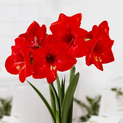 Amaryllis Floris hekker v2