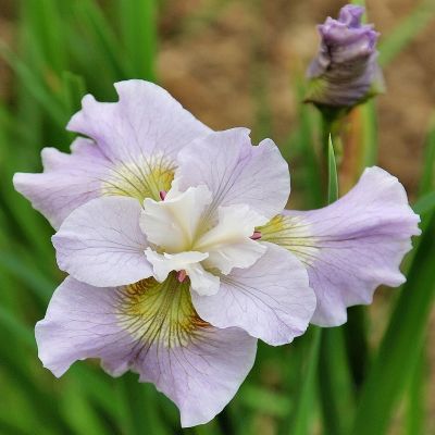 Iris Sibirica Dawn Waltz Iris Sibirica Dawn Waltz