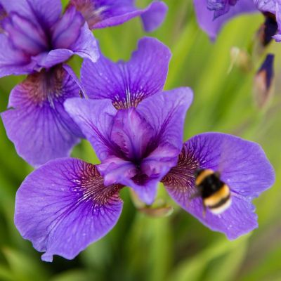 Iris Sibirica Reprise Iris Sibirica Reprise