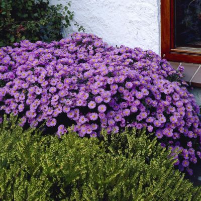 Aster Prof. Anton Kippenberg