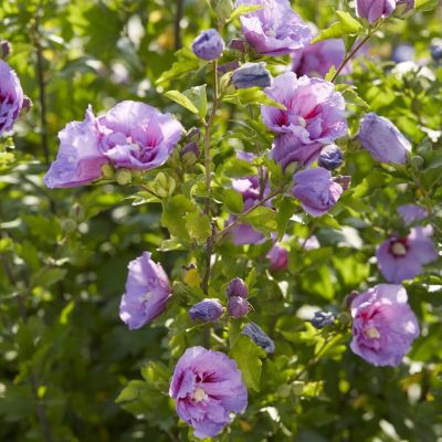 Hibiscus syriacus Lavender Chiffon