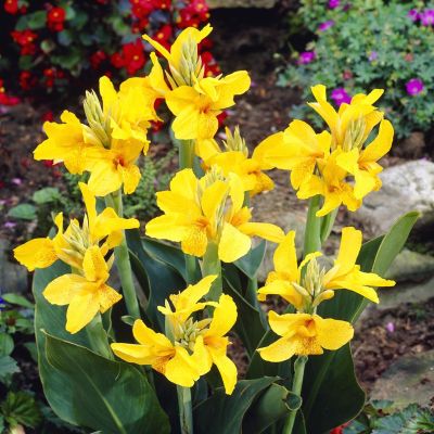 Canna Caballero Canna Caballero