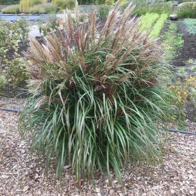 Miscanthus sinensis Volcano 9