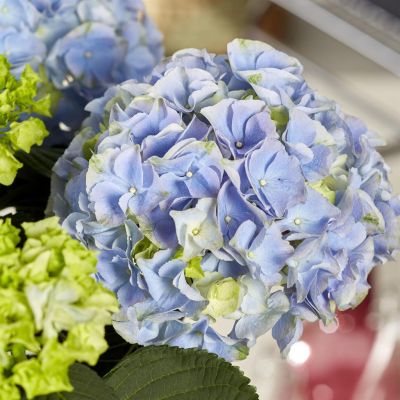 Hydrangea macrophylla Hi Mountain Blue