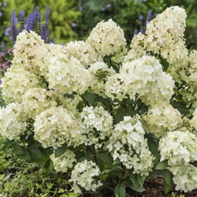 Hydrangea pan  Petite Star