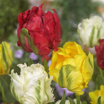 Tulipa Parrot Mixed Tulipa Parrot Mixed