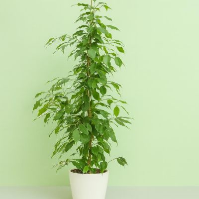 Ficus benjamina (Danita) Ficus benjamina (Danita)