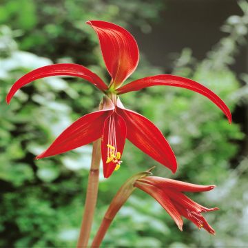 Sprekelia formosissima  Jacobs