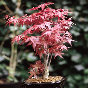 Bonsai Acer atropupurea