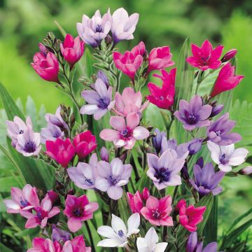 Babiana hybrida 'Baboon root pl