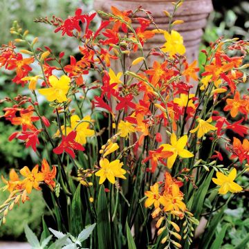 Crocosmia Mix