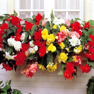 Begonia's Cascade Mixture