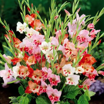 Gladioli nanus Mixture