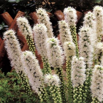 Liatris Spicata Alba