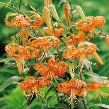 Lilium Tigrinum 'Splendens'