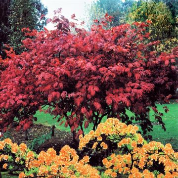 Acer Atropurpurea