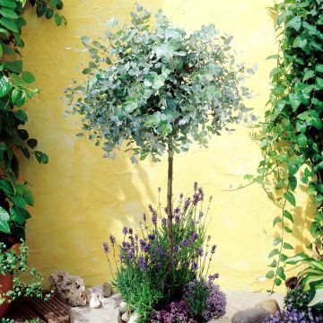 Eucalyptus gunneri  'Anti Musqu