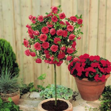 Standard Rose Meilandina Red