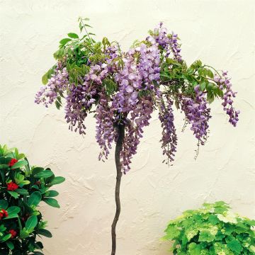 Stand. Wisteria + Basic Pot_10862_DH