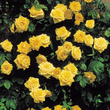 Climbing Rose Golden Shower