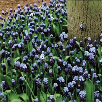 Muscari latifolium Groep A