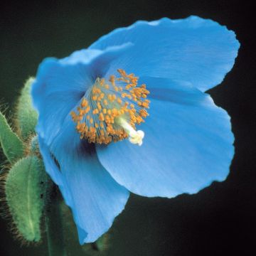 Meconopsis betonicifolia Blue P