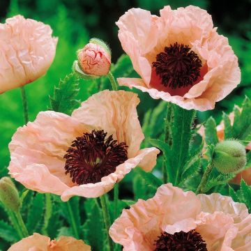 Papaver orientale Turkisch Deli