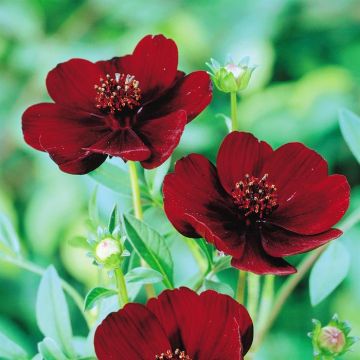 Cosmos atrosanguineum 'Chocolat