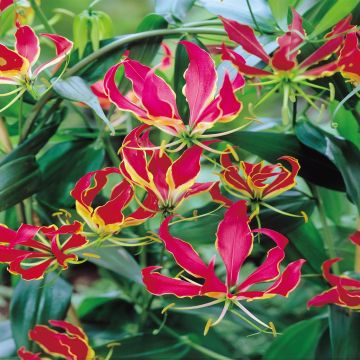 Gloriosa Rotschildania A Gloriosa Rotschildania A