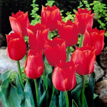Tulip Single Late kingsblood