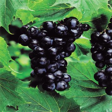 Vitus Boskoop Glory Blue Grapes