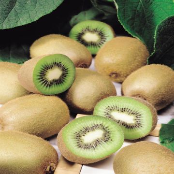 Actinidia deliciosa Jenny