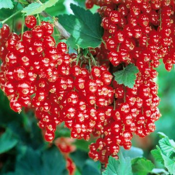 Ribes rubrum 'Jonkheer van Tets'