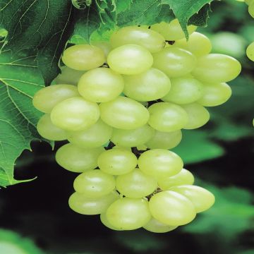 Vitus Early van der Laan White