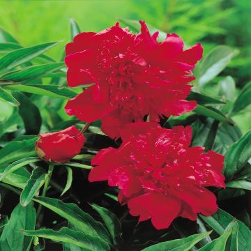 Paeony Double Red