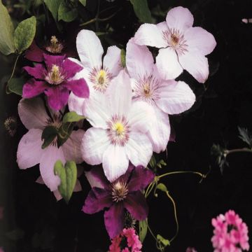 Clematis Miss Bateman - Star of India
