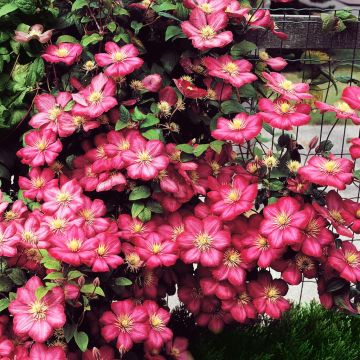 Clematis Ville de Lyon A