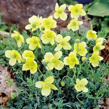 Papaver nudicaule Pacino C