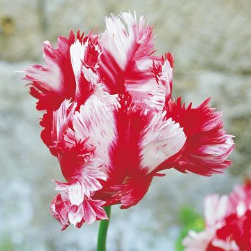 Tulip parrot Estella Rijnveld