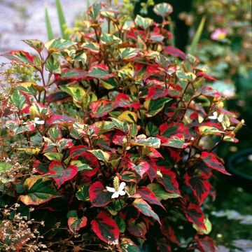 Houttuynia cordata 'Chameleon' Houttuynia cordata 'Chameleon'