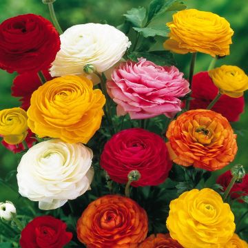 Ranunculus asiaticus mix