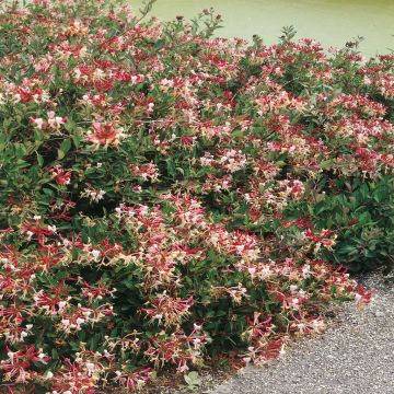 Lonicera Bi-colour