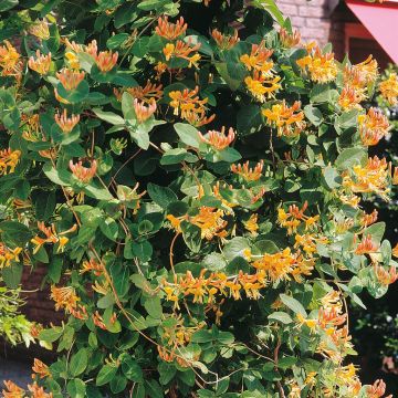 Lonicera Orange