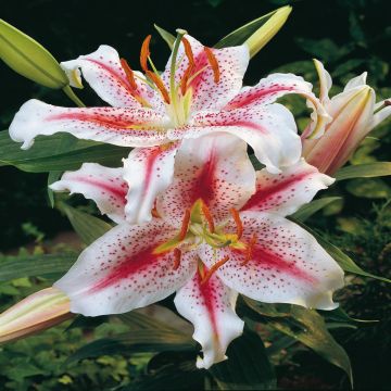 Lilium orientale Stargazer