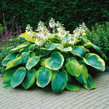 Hosta Francis Williams