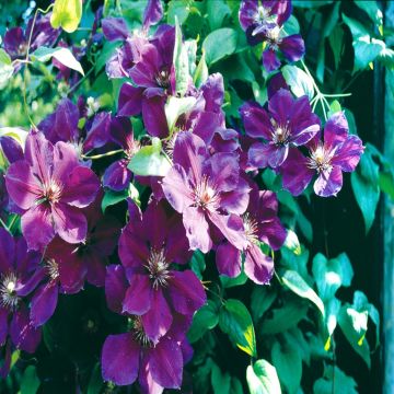 Clematis 'Jackmanii Superba'