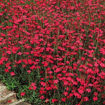 Dianthus deltoides A