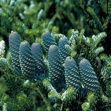 Abies koreana